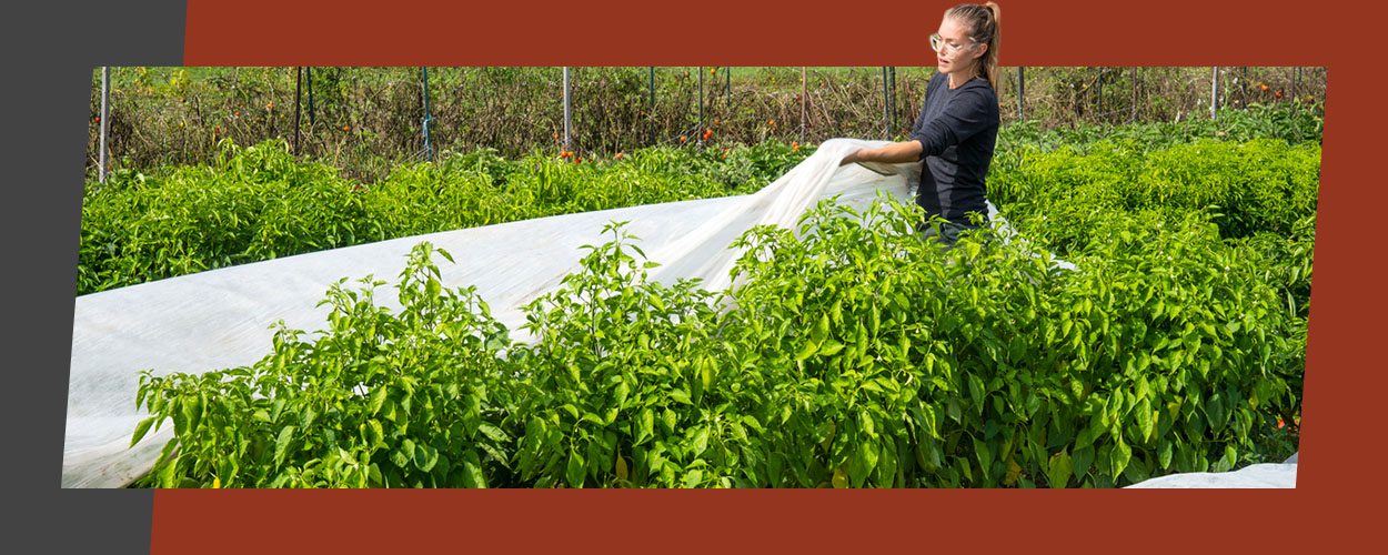 How frost can make your veg even tastier, Gardening advice