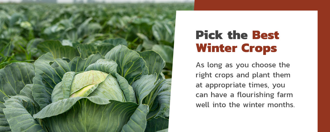 Pick the Best Winter Crops