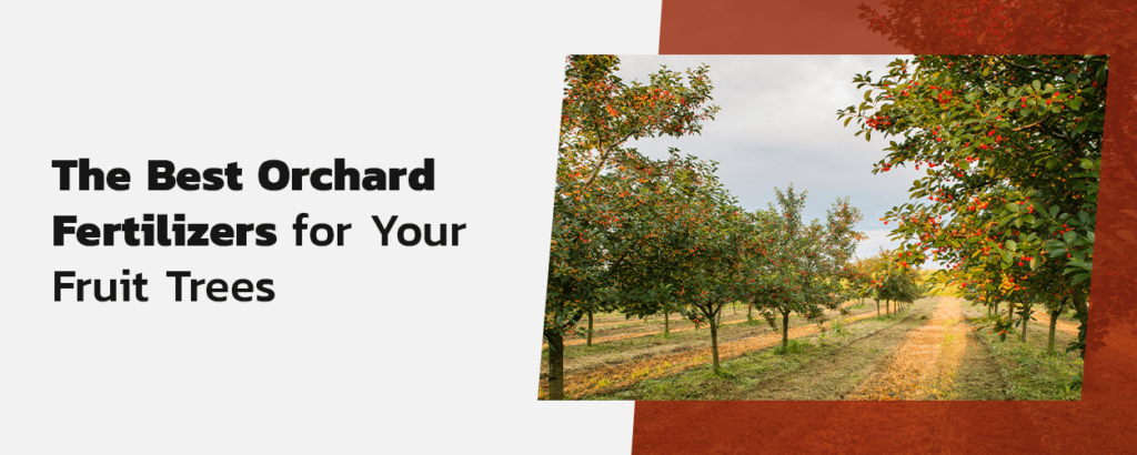 Graphic with an orchard.