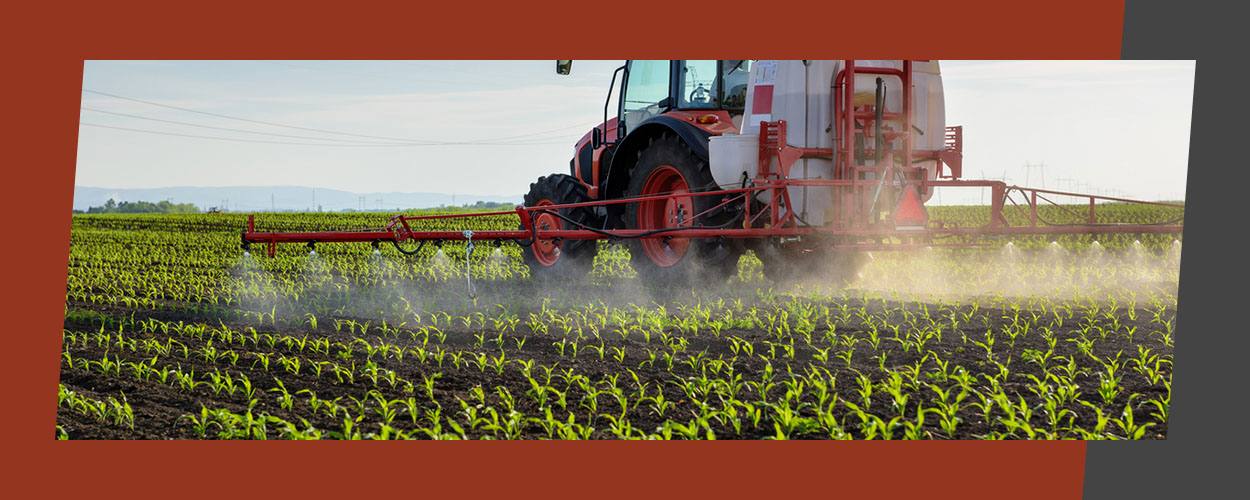 01-how-to-properly-fertilize-corn How to Properly Fertilize Corn
