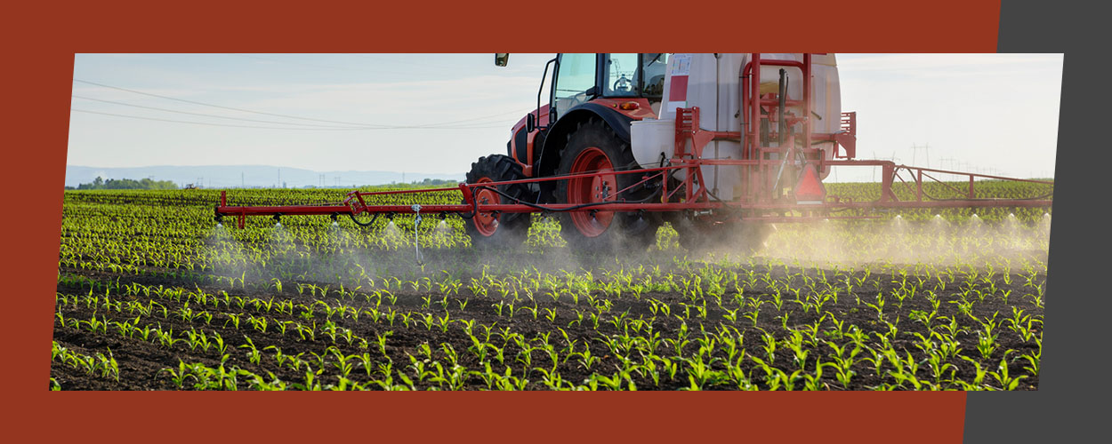 How to Properly Fertilize Corn