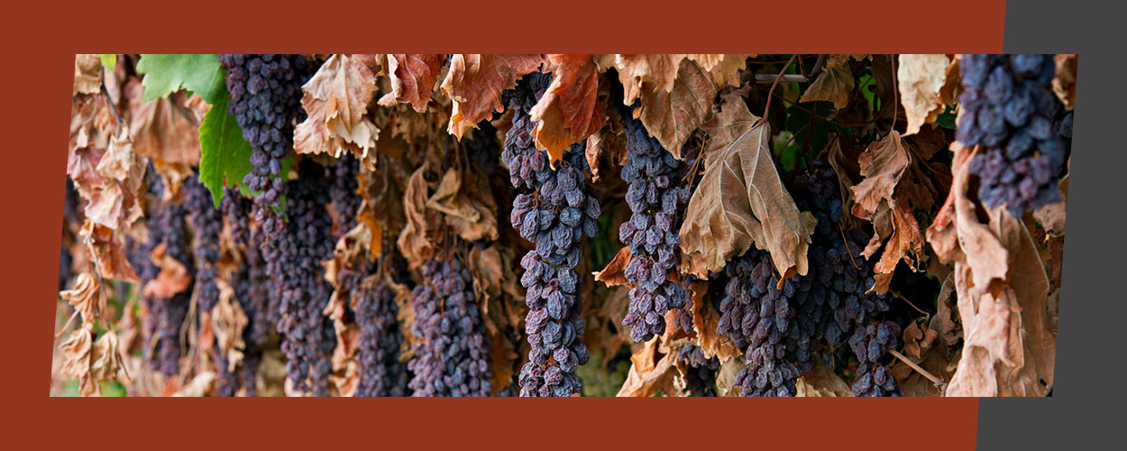 Grapes dried on a vine tree into raisins.